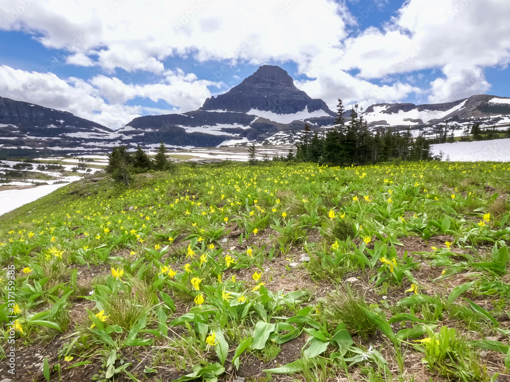 Fototapeta premium wide shot of glacier lilies growing at logan pass in glacier national park