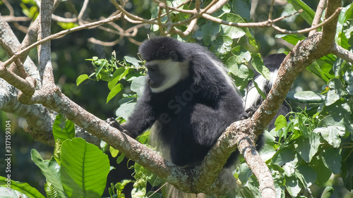 a black and white colobus monkey feeding