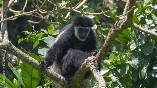 a black and white colobus monkey lin a tree looking at the camera