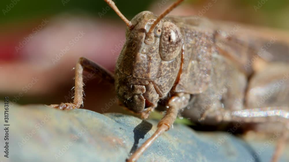 Macro of cricket in nature 4k