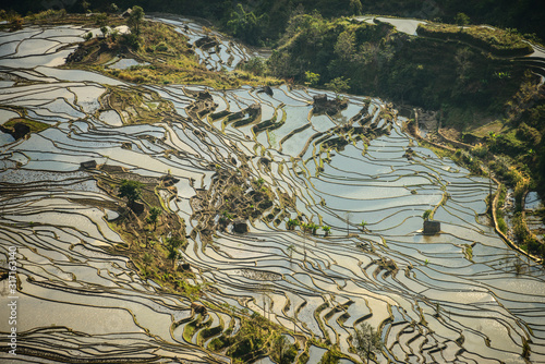 Wallpaper Mural Tiger Mouth terraces Torontodigital.ca