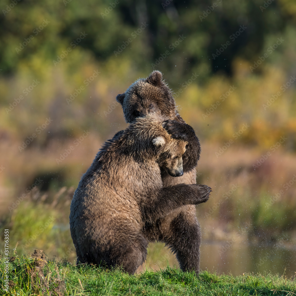 Fototapeta premium Two Brown Bears play fighting at Katmai National Park