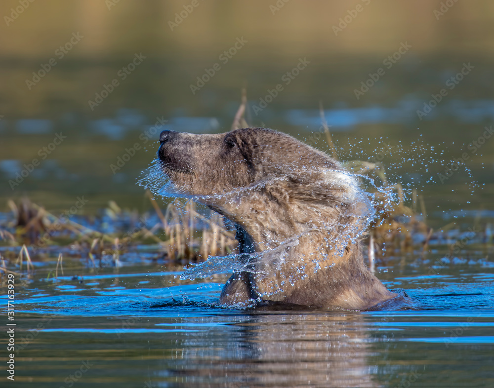 Fototapeta premium Brown Bear shaking off water