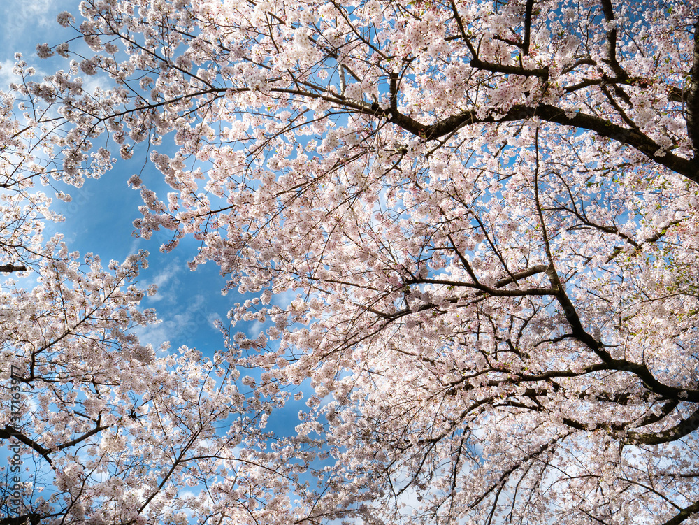 Cherry blossom flowers and blue sky in Fukuoka prefecture, JAPAN. Cherry blossom flowers and blue sky in Fukuoka prefecture, JAPAN.