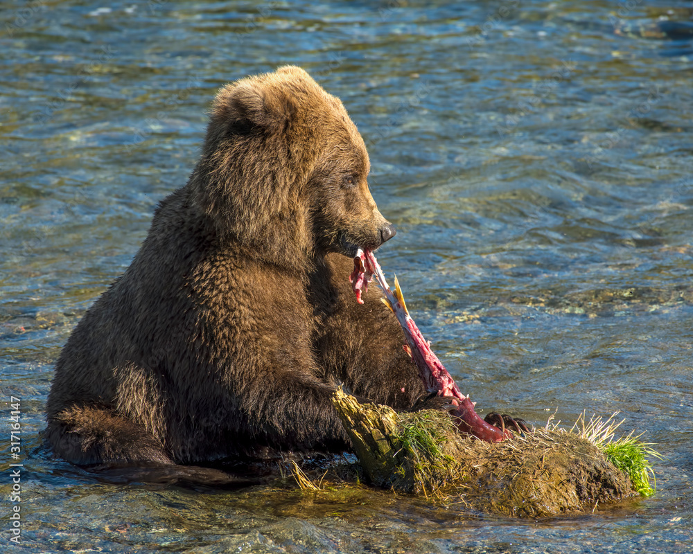 Brown Bear eating a Salmon in Katmai National park Brown Bear eating a Salmon in Katmai National park