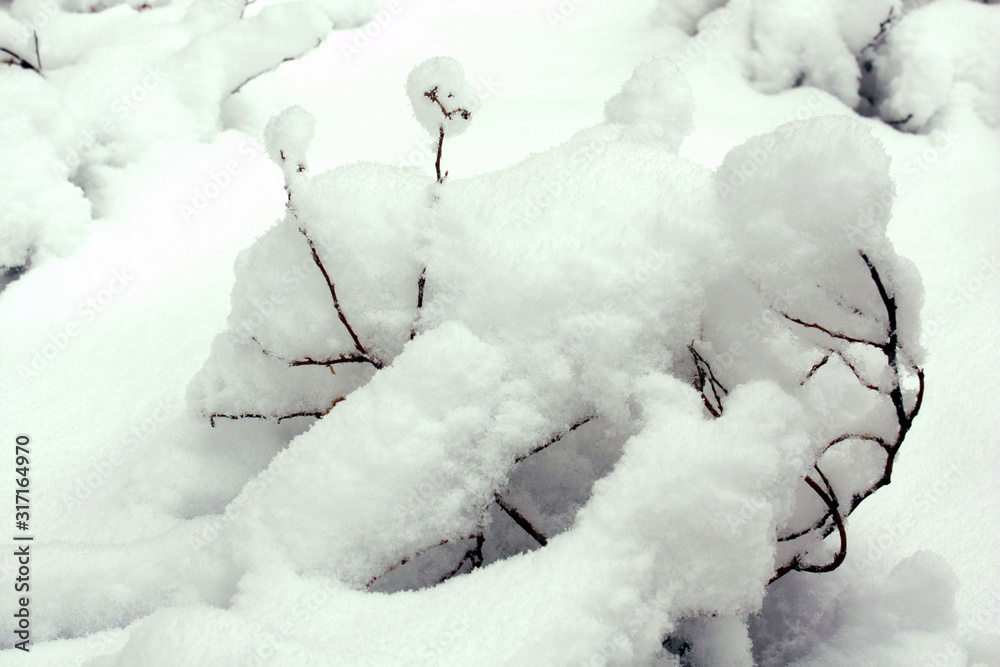 Bush branches in the snow