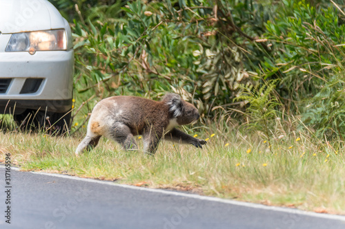 Koala (Phascolarctos cinereus)crossing road in front of car