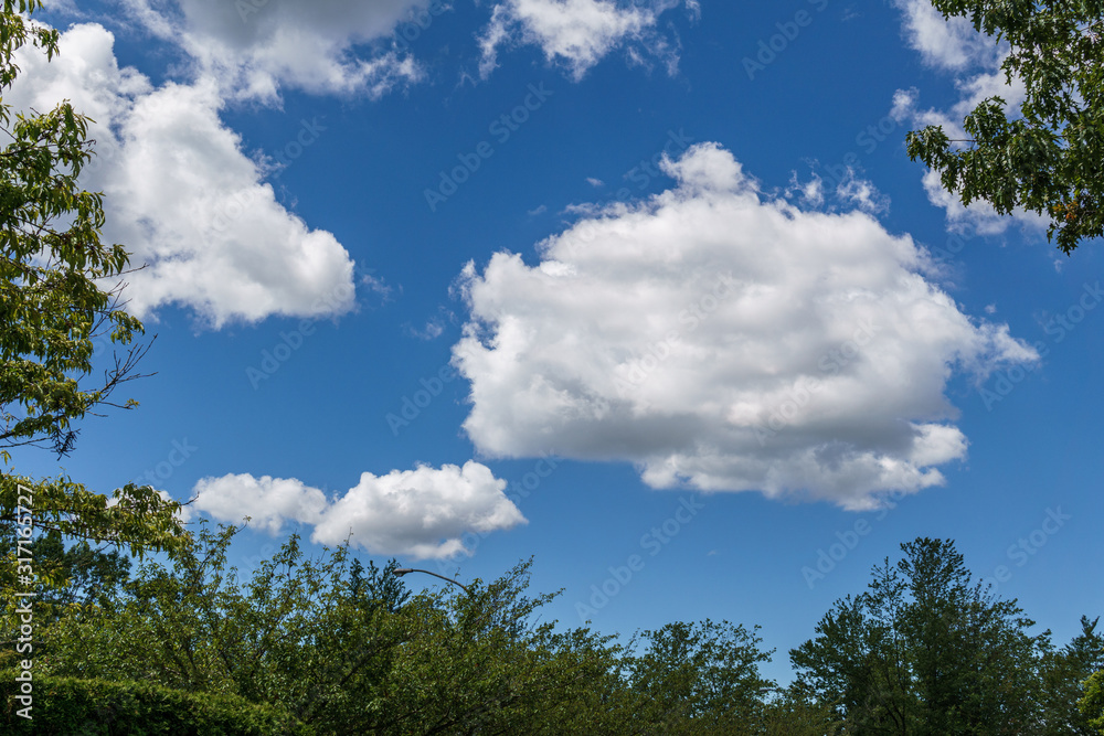 view from under the trees to the sky with white clouds. view from under the trees to the sky with white clouds.