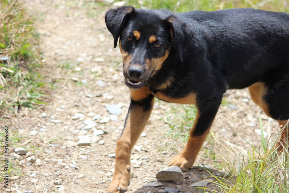 dogs in action mode while noticed something doubtful, pet is ready for pray, most trustworthy pet on the planet