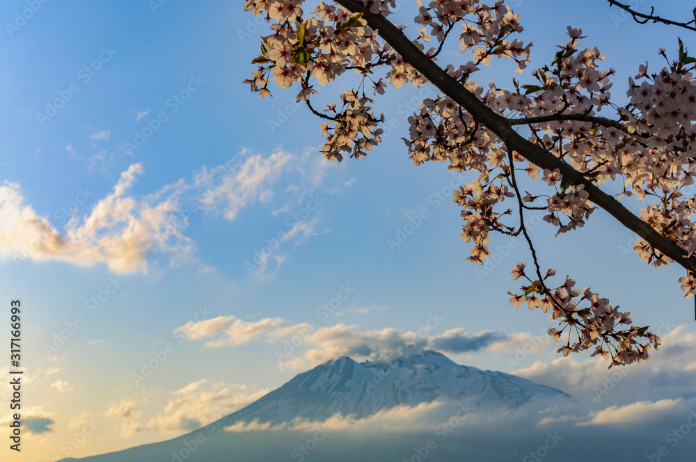 岩木山と山桜