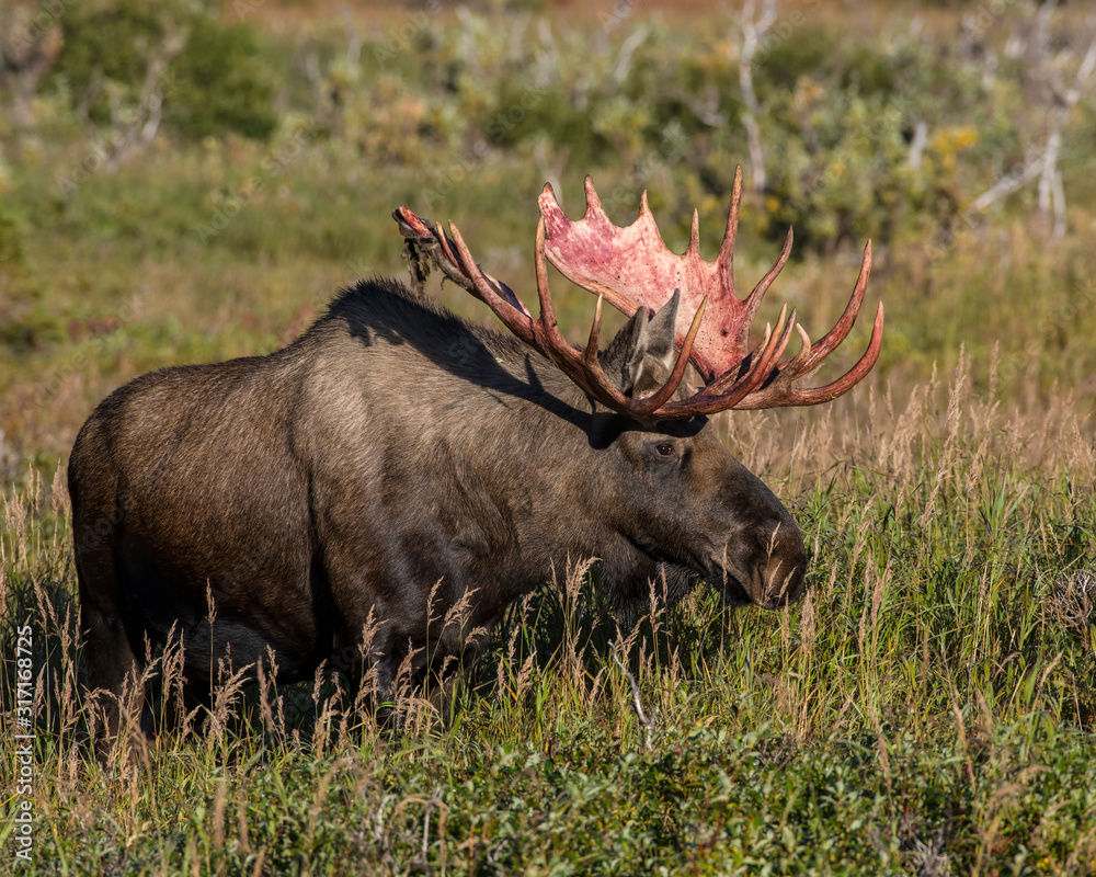 Alaskan Bull Moose shedding the velvet from his antlers Alaskan Bull Moose shedding the velvet from his antlers