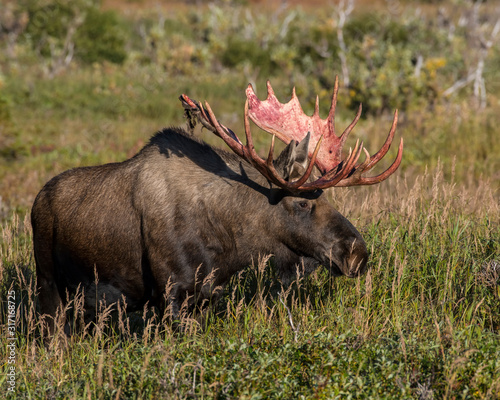 Alaskan Bull Moose shedding the velvet from his antlers