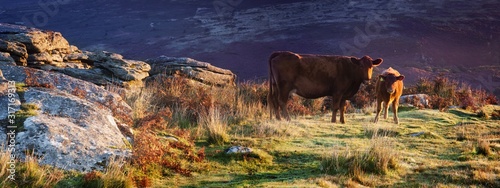 Panoramic shot of cows grazing on Dartmoor, Devon, UK photo