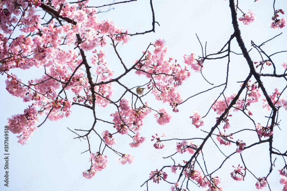 桜 桜