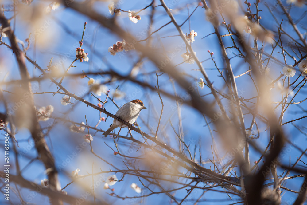白梅に留まるニュウナイスズメ