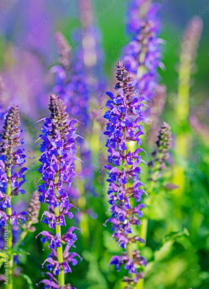 Obraz premium Violett blühender Blütensalbei, Salvia nemorosa, im Garten