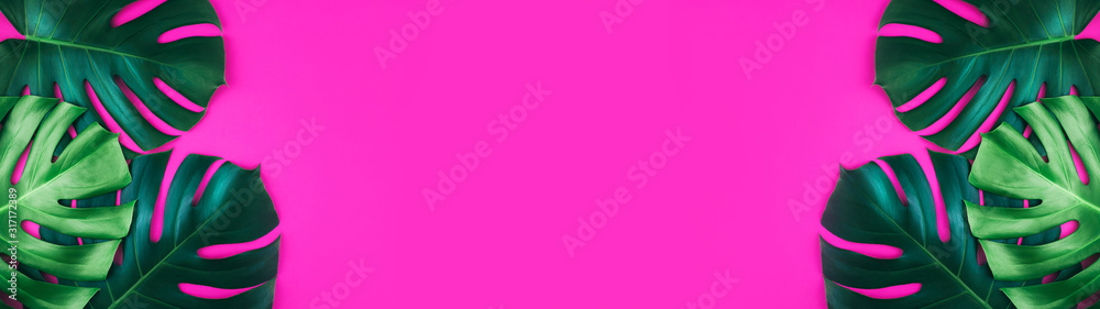 Banner made from tropical jungle monstera leaves isolated on bright pink background. Flat lay style.