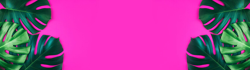 Banner made from tropical jungle monstera leaves isolated on bright pink background. Flat lay style.