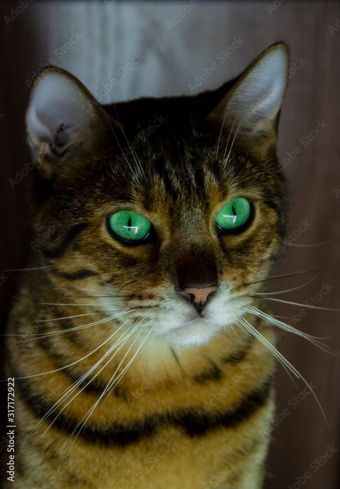 Portrait of a bengal cat