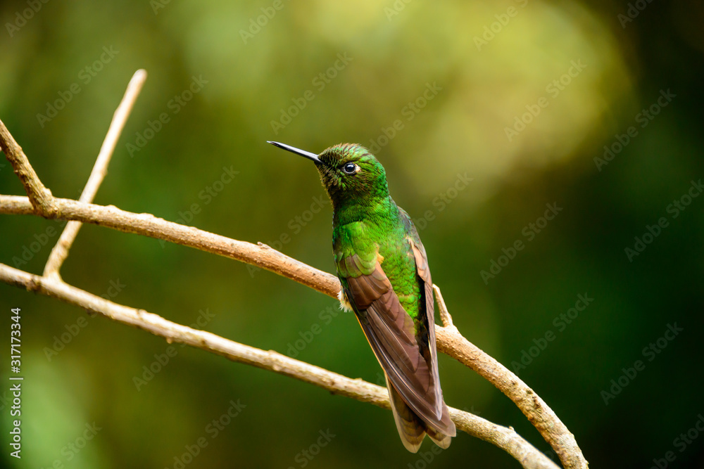 Fototapeta premium Cocora Bird Life