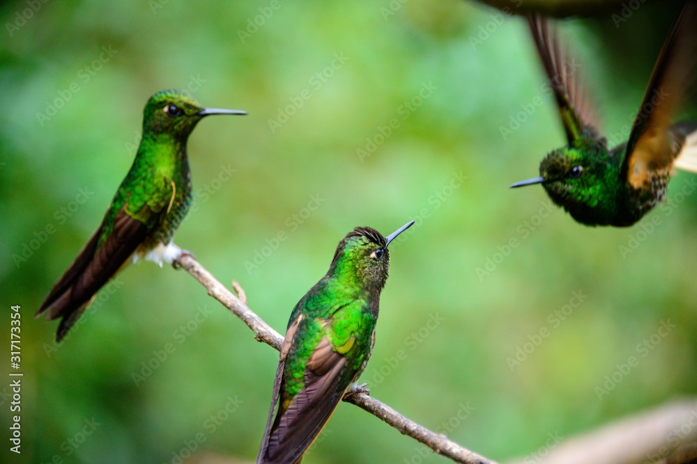 Εκτύπωση καμβά Cocora Humming birds