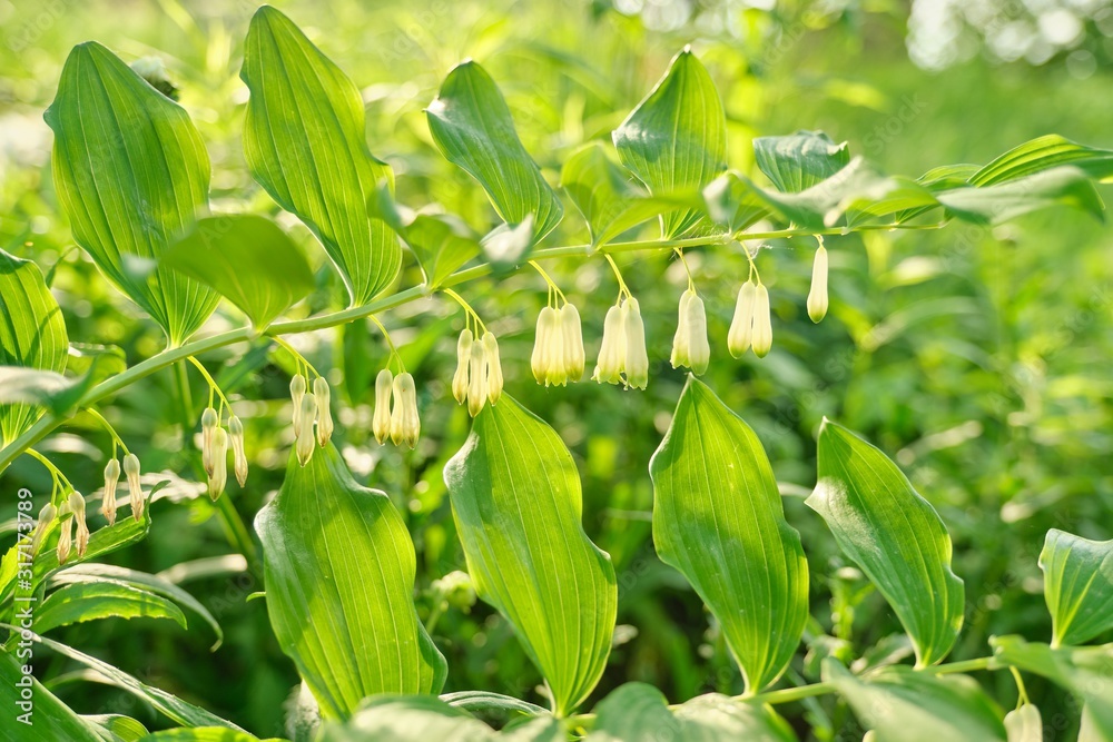 Close up of blooming plant solomons seal Poligonatum in spring sunny garden Close up of blooming plant solomons seal Poligonatum in spring sunny garden