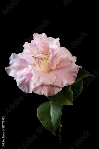 Closeup shot of a beautiful pink-petaled rosa centifolia flower against a black background photo