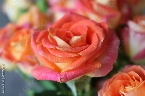 Spring background with blossoming rose buds. Blooming orange  pink and yellow colored flowers. Gift and present for Saint Valentine s Day  International Women s Day  Mother s Day  wedding or date