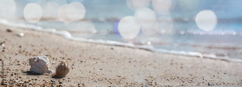 Fotografie Shell on tropical summer sand beach background.