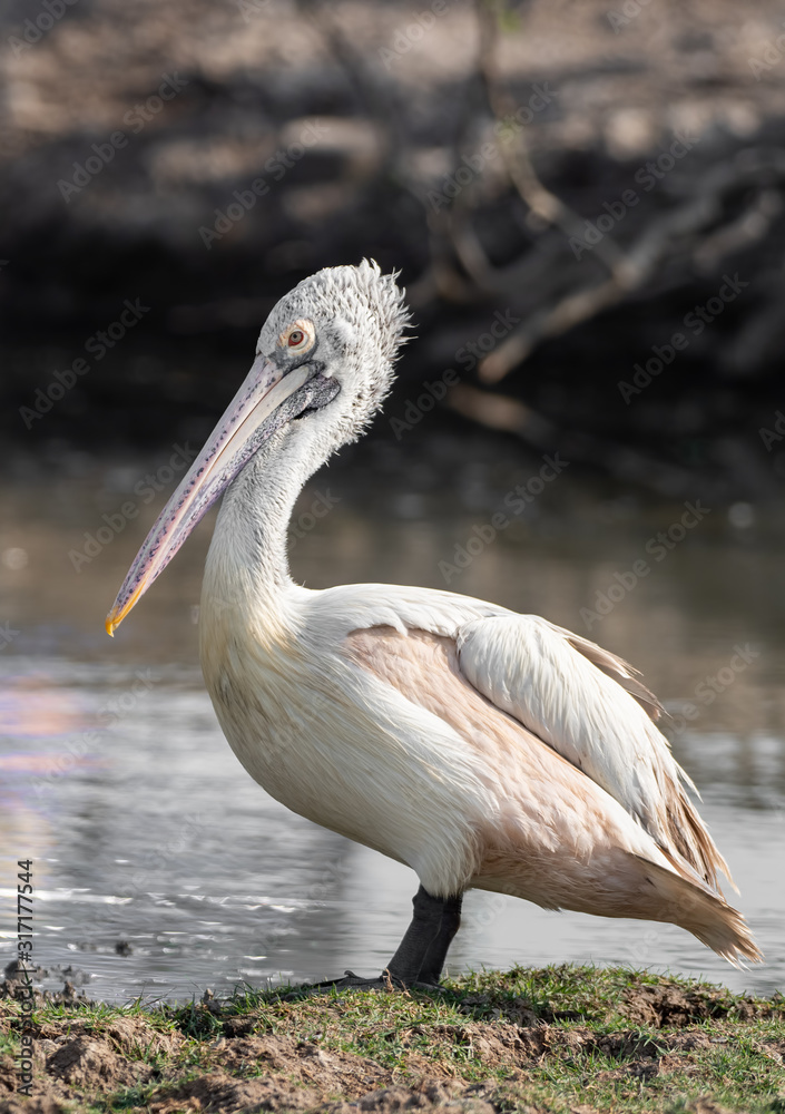 Close up Spot Billed Pelican Standing near a Swamp Isolated on Background