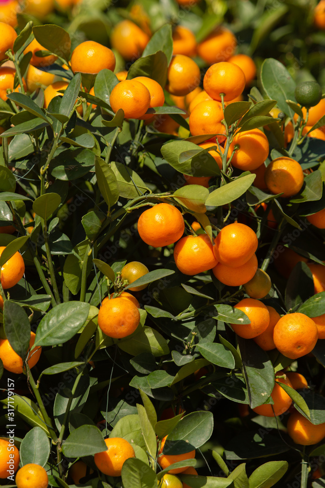 tangerine trees with fruits as background