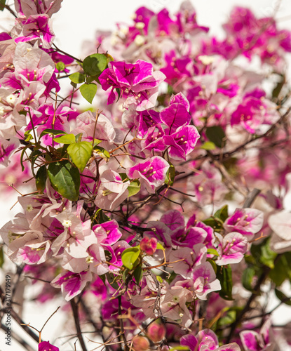 pink flowers on branches on a light background