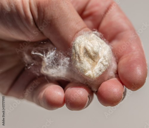 silkworm threads in silk production