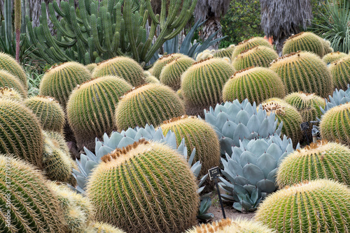 barrel cactus in the garden forming patterns in Huntington Garden, Pasadena, California photo