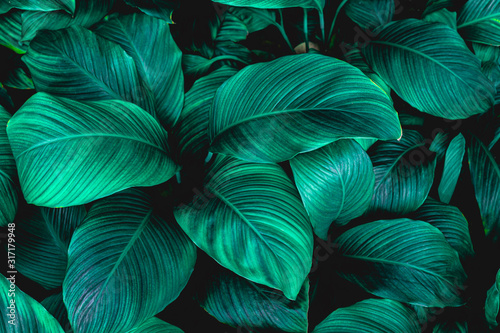 leaves of Spathiphyllum cannifolium  abstract green texture  nature background  tropical leaf