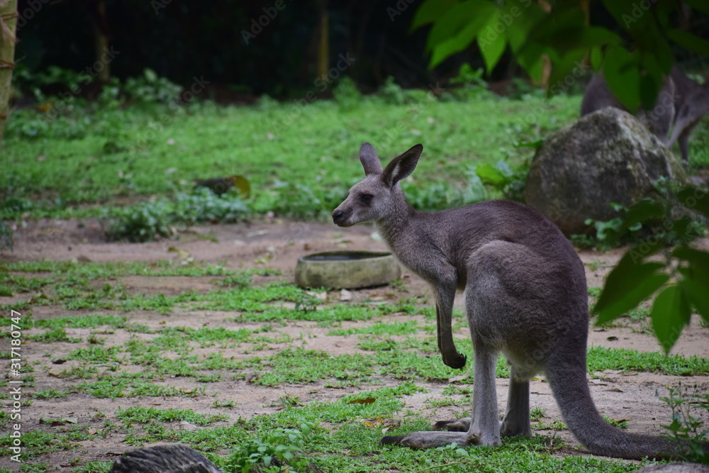 kangaroo in the grass kangaroo in the grass
