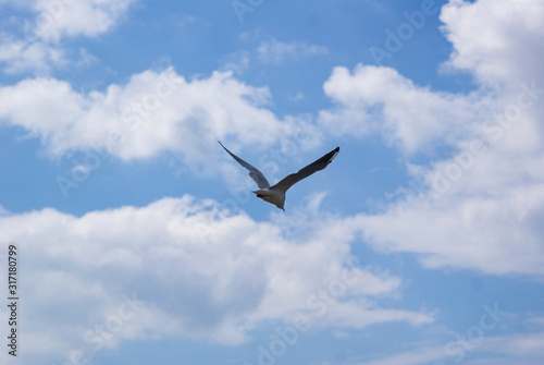 Sea gull flying against a blue sky with white clouds, close-up.