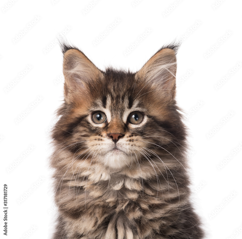 Maine Coon kitten Maine Coon kitten