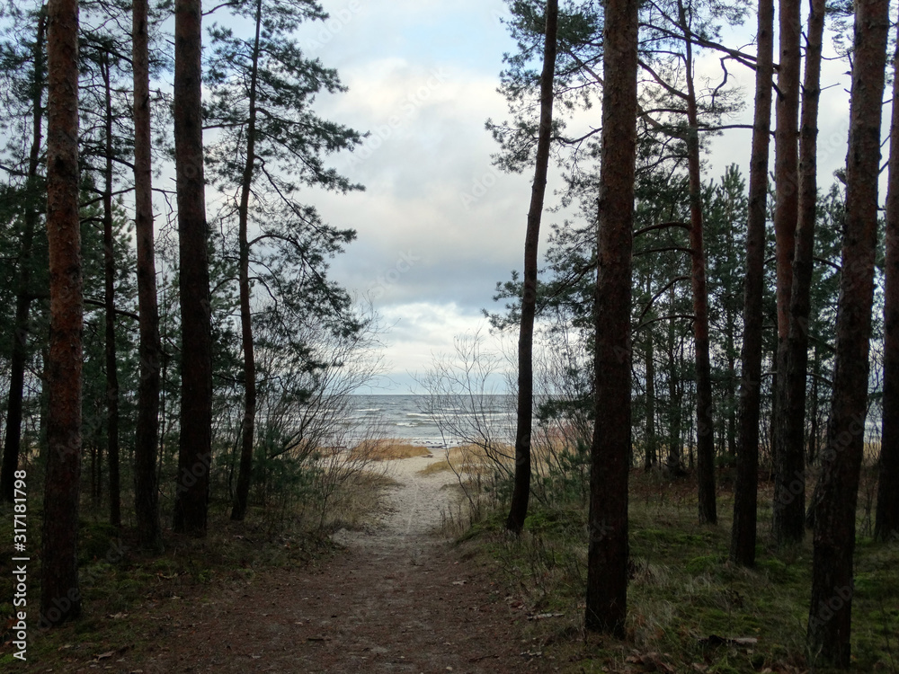 ROAD TO THE SEA THROUGH DUNES PAST PINE AND BUSHES ROAD TO THE SEA THROUGH DUNES PAST PINE AND BUSHES