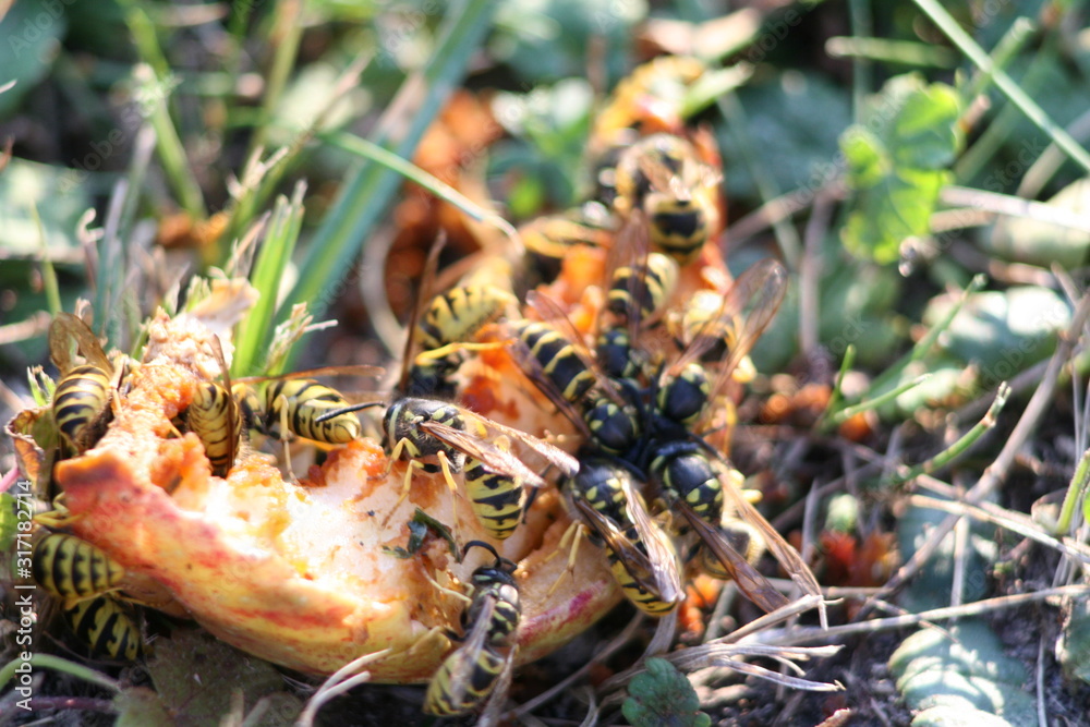 Bees on apple close up Bees on apple close up