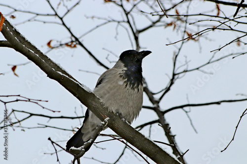 bird on branch