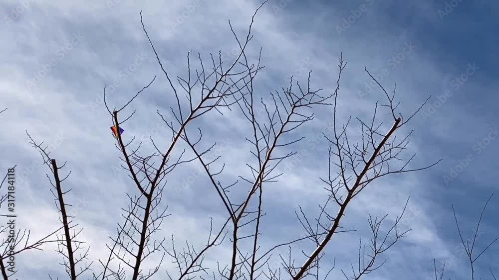 Kite flies high above bare tree branches. Blue sky with white clouds. Kite flies high above bare tree branches. Blue sky with white clouds.