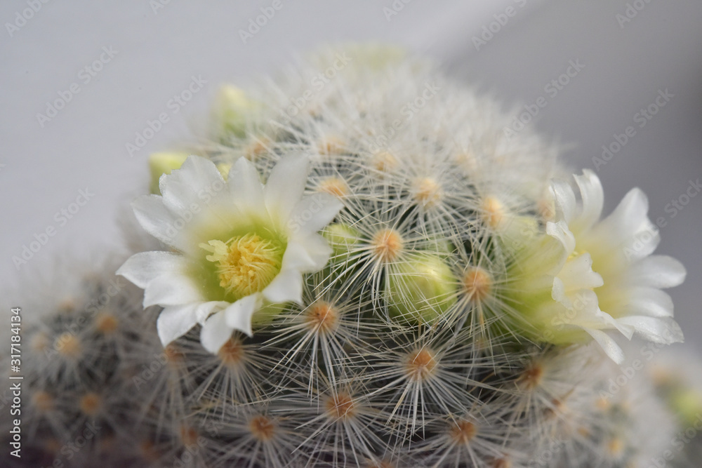 The white cactus flower on tree. The white cactus flower on tree.