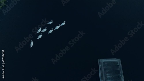 Aerial, The view from above on the swans floating on the pond, dark water and a bridge, well upstanding