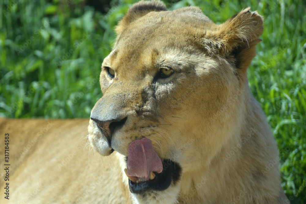 Naklejka premium African lion, Panthera leo, yawning and prowling in grassland