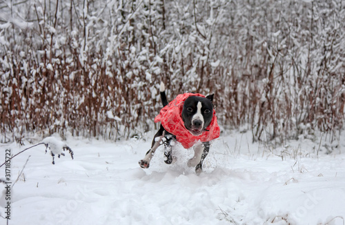 happy dog ​​in a red jacket rejoices in the snow