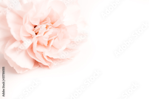 beige and pink large peony bud or cloves on a white background as a blank for advertising text