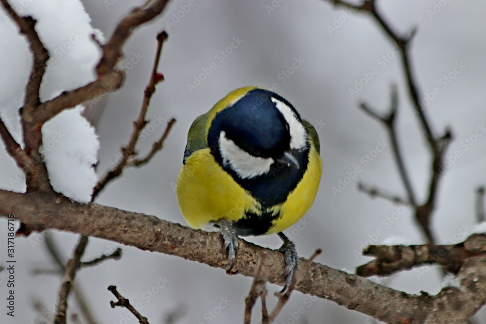 great tit on a branch