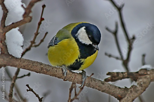 blue tit on branch