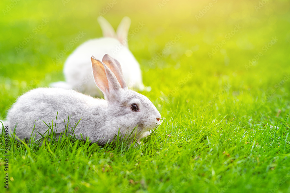 Fototapeta premium Pair of cute adorable fluffy rabbits grazing on green grass lawn at backyard. Small sweet bunny walking by meadow in green garden on bright sunny day. Easter nature and animal bokeh background